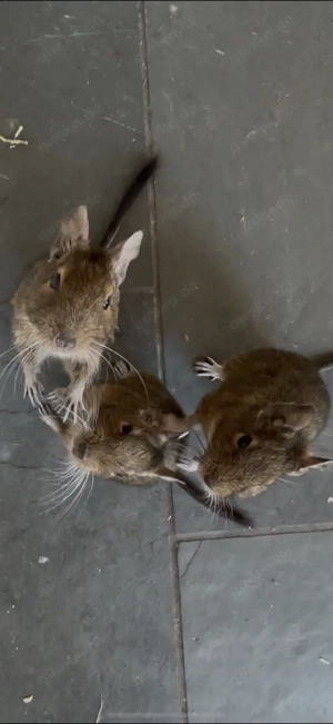 Degu-Gruppe (3 Weibchen) mit Zubehör nur in gute Hände abzugeben! 