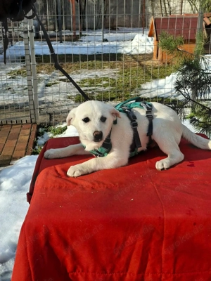     Betty sucht ihr Körbchen     