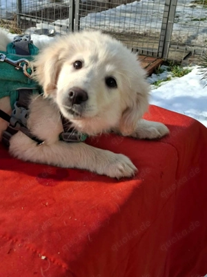     Lotta sucht ihr Körbchen    