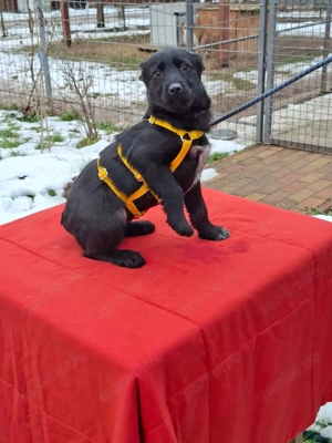     Bonny sucht ihr körbchen     Bild 4