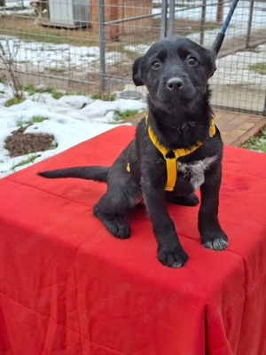     Bonny sucht ihr körbchen     Bild 3