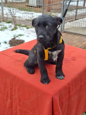     Bonny sucht ihr körbchen    