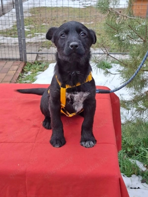     Bonny sucht ihr körbchen     Bild 2