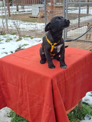     Bonny sucht ihr körbchen     Bild 5