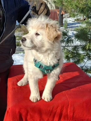     Oskar sucht sein Körbchen    