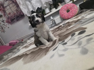 shih tzu mix 