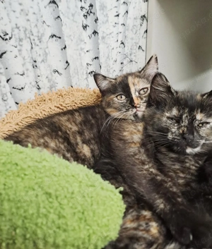 Ekh-Bkh Kitten. Abgabebereit 