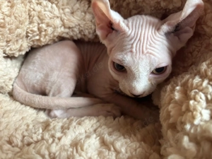Elf Sphynx Kitten Kater 