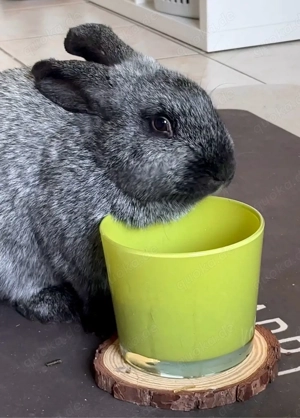 Heller Großsilber Riesen-Mix | Häsin