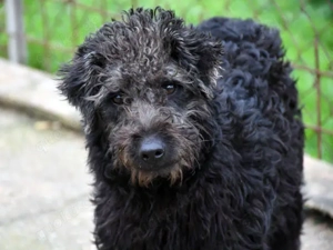 Clio sucht sein Zuhause