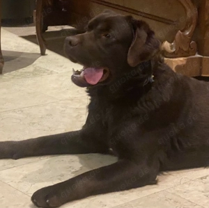 Labrador Rüde mit FCI Stammbaum und Untersuchungen 