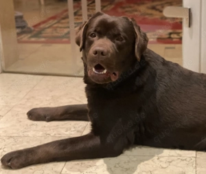 Labrador Rüde mit FCI Stammbaum und Untersuchungen 