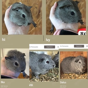 Meerschweinchen Silberagouti 