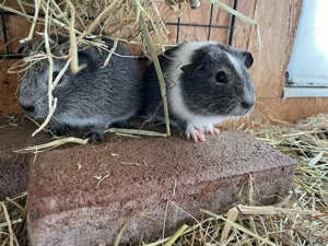 Meerschweinchen abzugeben 