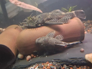 Antennenwels Männchen 