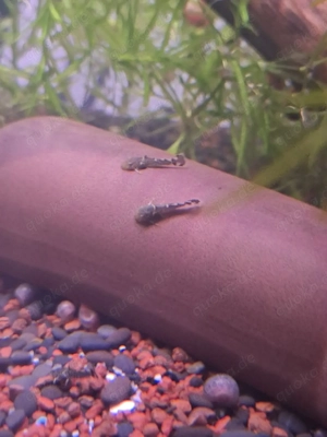 Antennenwels Nachwuchs 