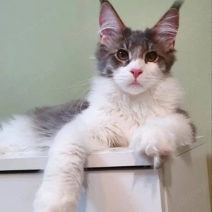 Maine-Coon-Kätzchen zu verkaufen!