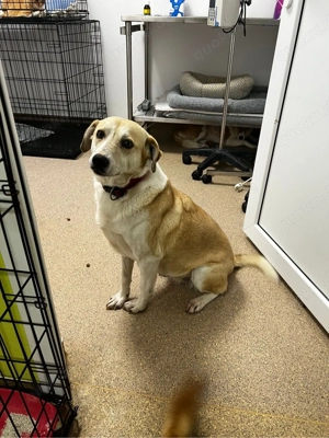 Tilda sucht dringend ein Zuhause