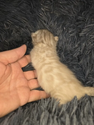 Bengal Kitten mit Stammbaum Eltern 10 Tests Kitten Katze Kater 