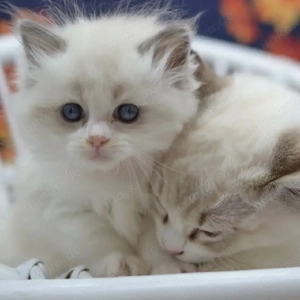 entzückendes Ragdoll-Kätzchen