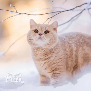 Deckkater BKH mit Stammbaum BG b