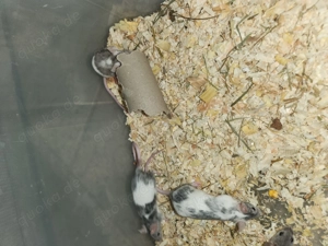 Junge Farbmausmädels 