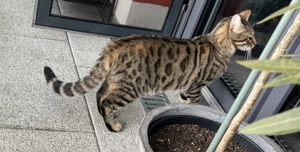 Bengal Russisch blau Mix Kater