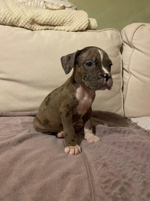 XL Bully Welpen   kleine Herzensbrecher 