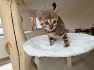 zwei reinrassige Bengalmädchen mit Stammbaum