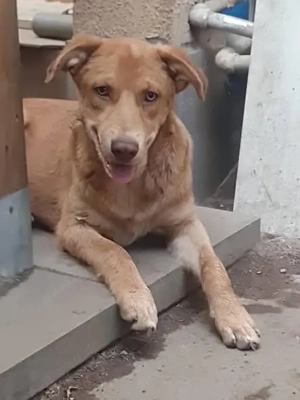 Hübscher Junghund Vlad sucht einfühlsames Zuhause Bild 2