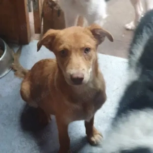 Hübscher Junghund Vlad sucht einfühlsames Zuhause Bild 3