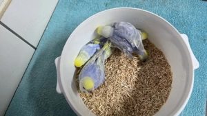 Nestjunge Rainbow Wellensittiche  abzugeben 