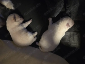 Pomeranian zwergpitze  Bild 4