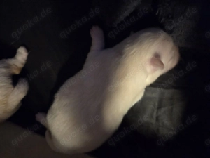 Pomeranian zwergpitze  Bild 2