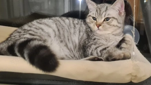 Britisch Kurzhaar Kitten BKH Black Silver Tabby Spotted und Black Silver Shaded