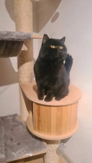 BKH Deckkater mit Stammbaum  Bild 2