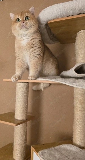 Reinrassige BKH Deckkater mit Stammbaum  Bild 4