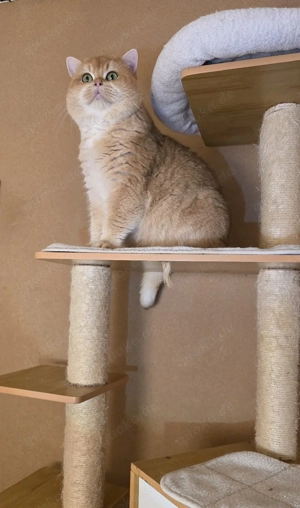 Reinrassige BKH Deckkater mit Stammbaum  Bild 5