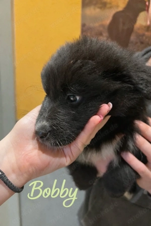 border Collie, Welpen