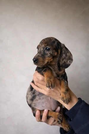 Zwergdackel Welpen 