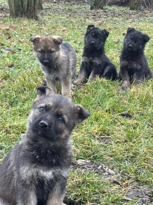 Deutsche Schäferhund Welpen