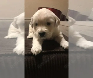 Bezaubernde Golden-Retriever-Welpen suchen ein liebevolles Zuhause