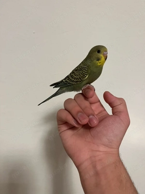 wellensitich super zahm