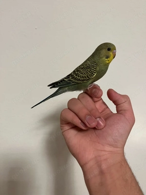 wellensitich sehr zahm 