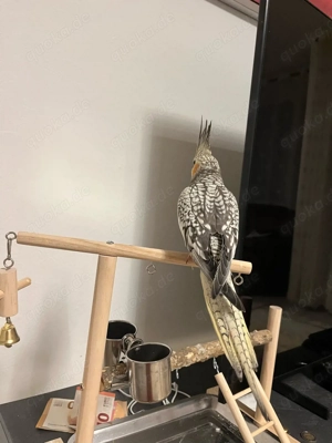 nymfensitich sehr zahm