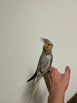 nymfensitich sehr handzahm 