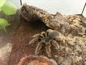 Tliltocatl Albopilosus Weibchen