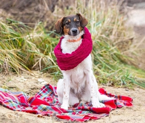 Greta sucht ihre Menschen für immer 