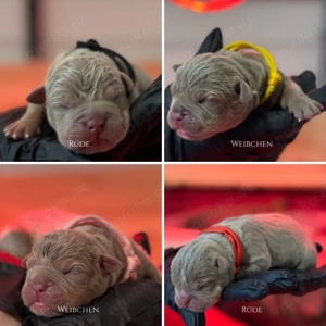 Old English Bulldog OEB Welpen Lilac aus bewährter Verpaarung