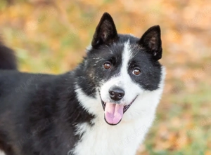 Aktiv und gutmütig wer schenkt Franklin ein Leben für immer 